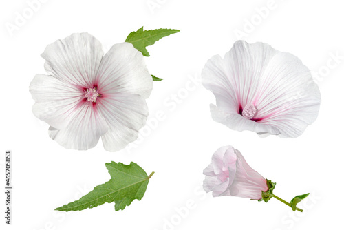 set of white mallow flowers isolated on white photo