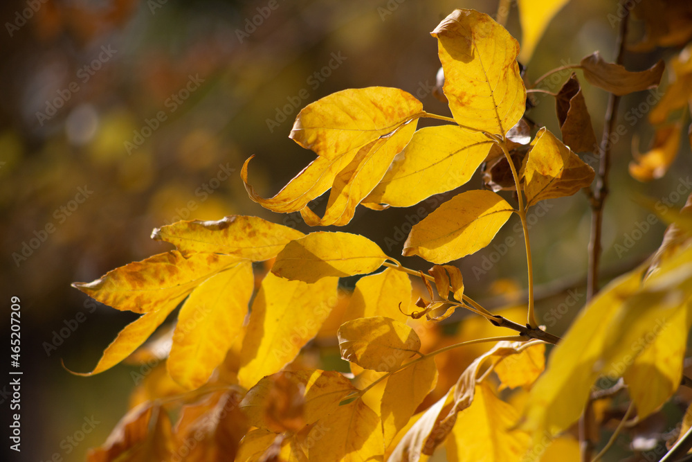 Fototapeta premium yellow autumn leaves