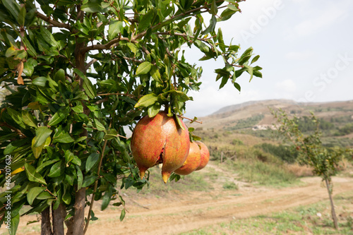 Ripe pomegranate fruits ripening in the garden photo