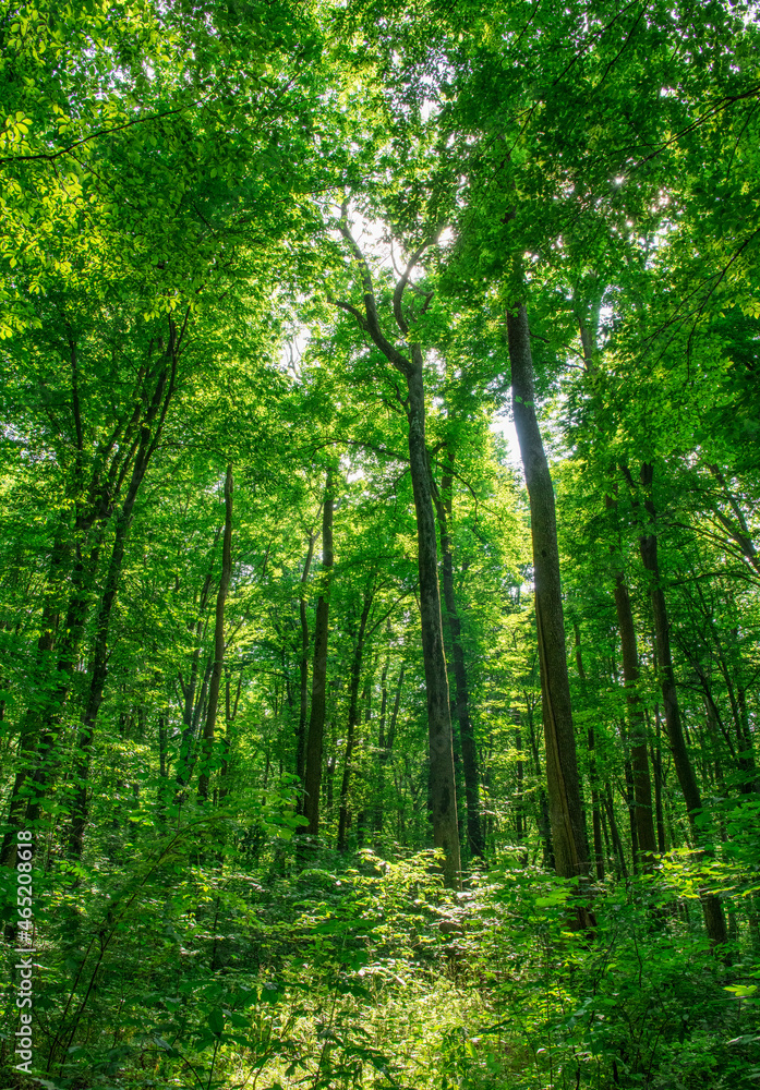 Fototapeta premium Sunlight in the green forest, spring time