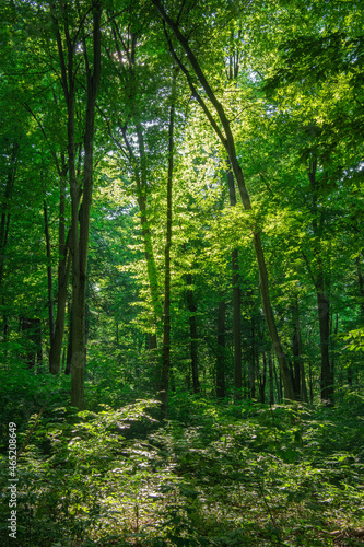 Sunlight in the green forest, spring time © nata777_7