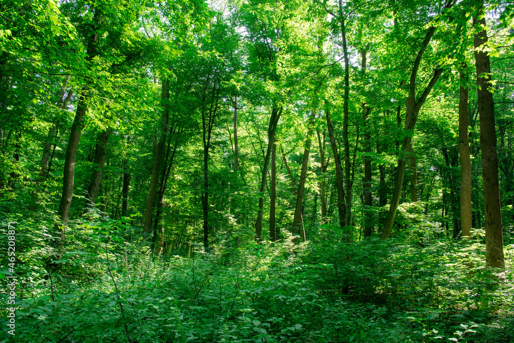 Sunlight in the green forest, spring time Sunlight in the green forest, spring time