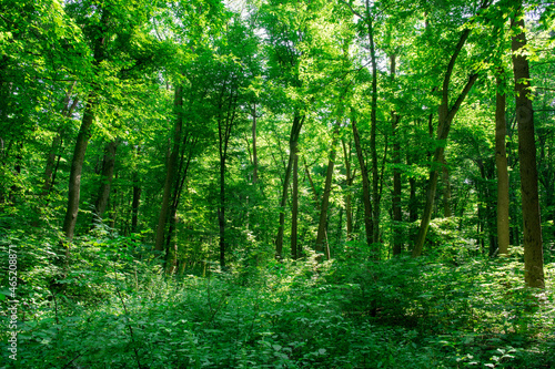 Sunlight in the green forest, spring time