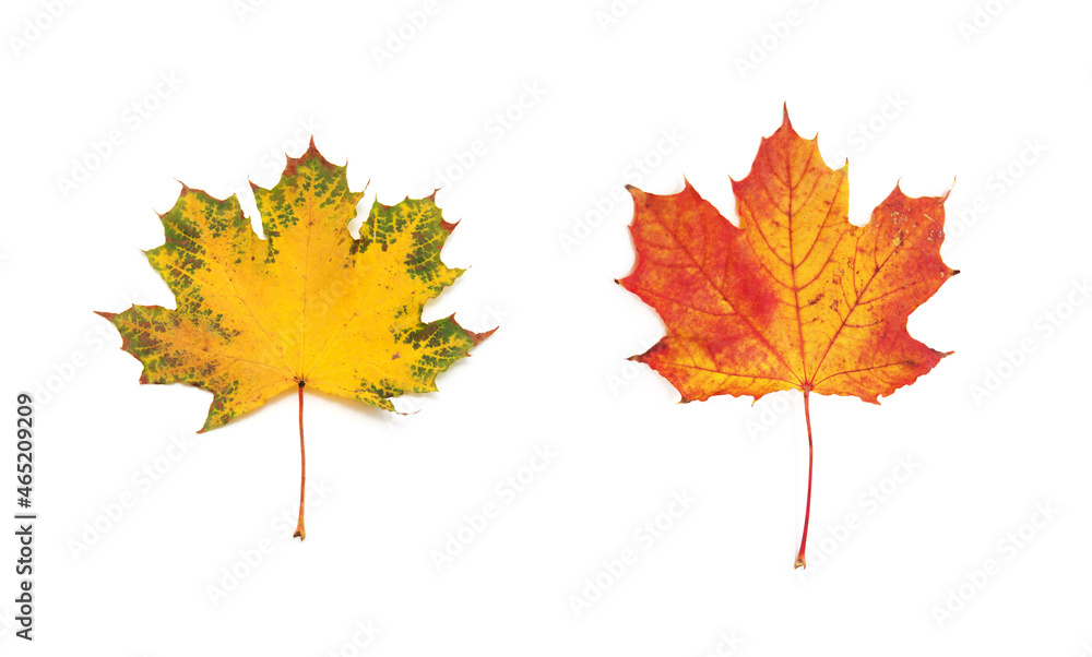 autumn maple leaf isolated on white background autumn maple leaf isolated on white background