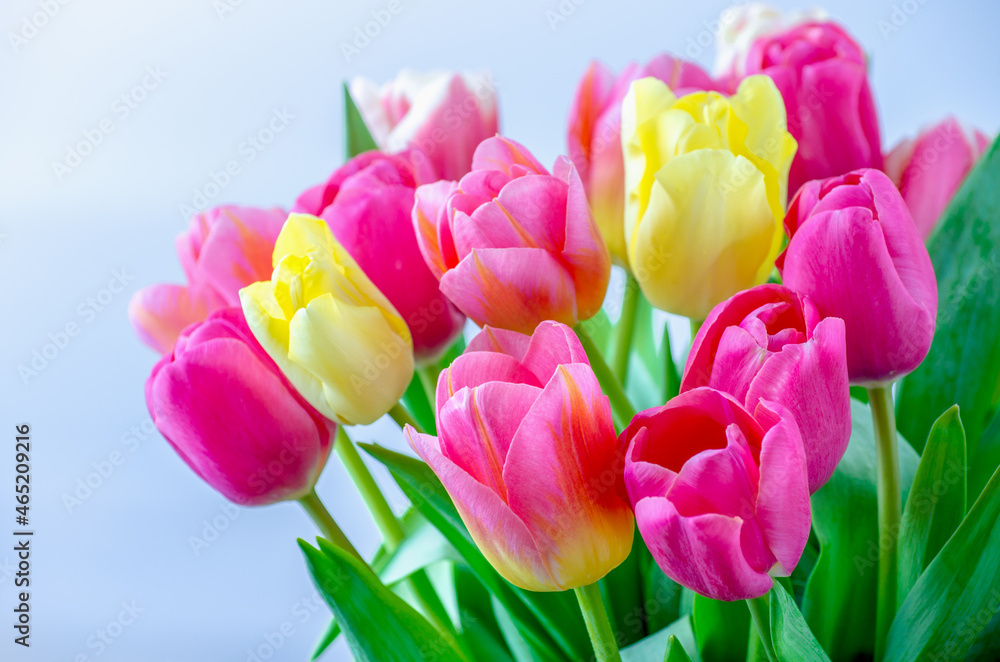 Mix of tulips flowers background Mix of tulips flowers background