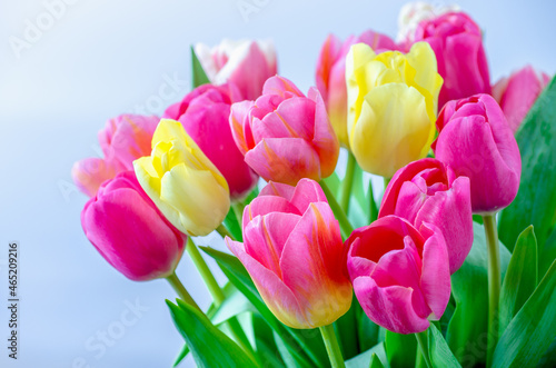 Fototapeta Naklejka Na Ścianę i Meble -  Mix of tulips flowers background