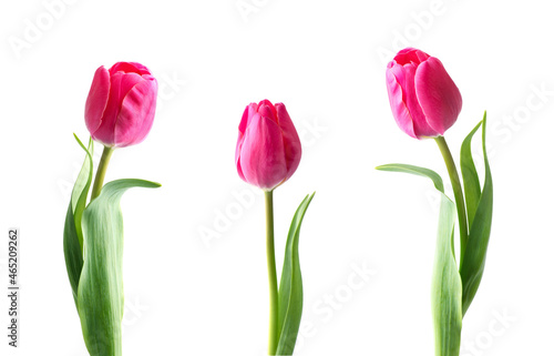 Pink tulip flower isolated on white background