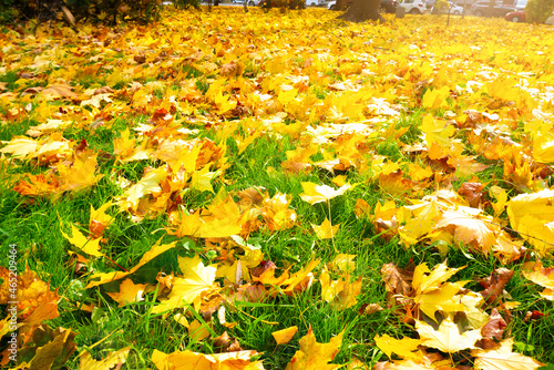 Autumn sunny landscape. Beautiful autumn yellow leaves on the green grass. Change of seasons in nature.