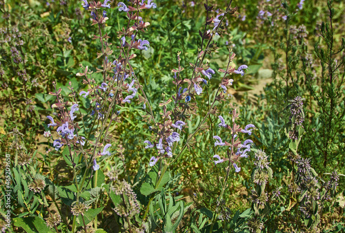 Salvia daghestanica