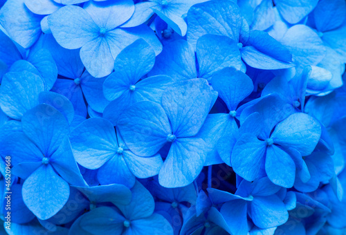Blue Hydrangea background. Hortensia flowers surface. © nata777_7
