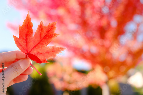 Hand Holding Red Autumn Maple Leave . Fall Bokeh Blurred Background. Close Up