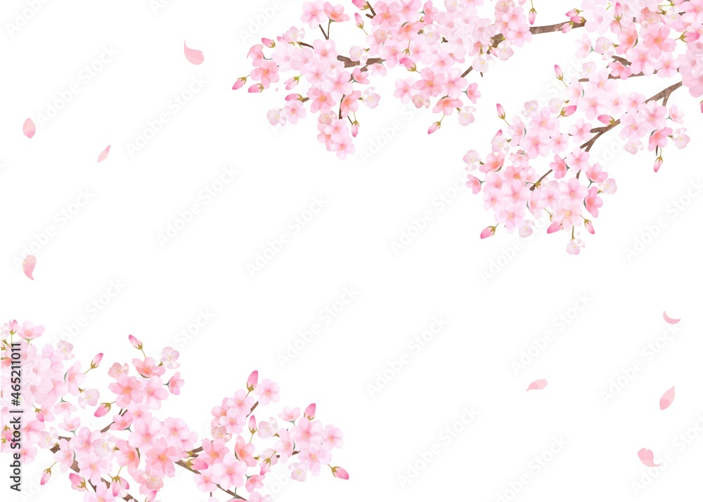 美しく華やかな満開の桜の花と花びら舞い散る春の白バック背景ベクター素材イラスト