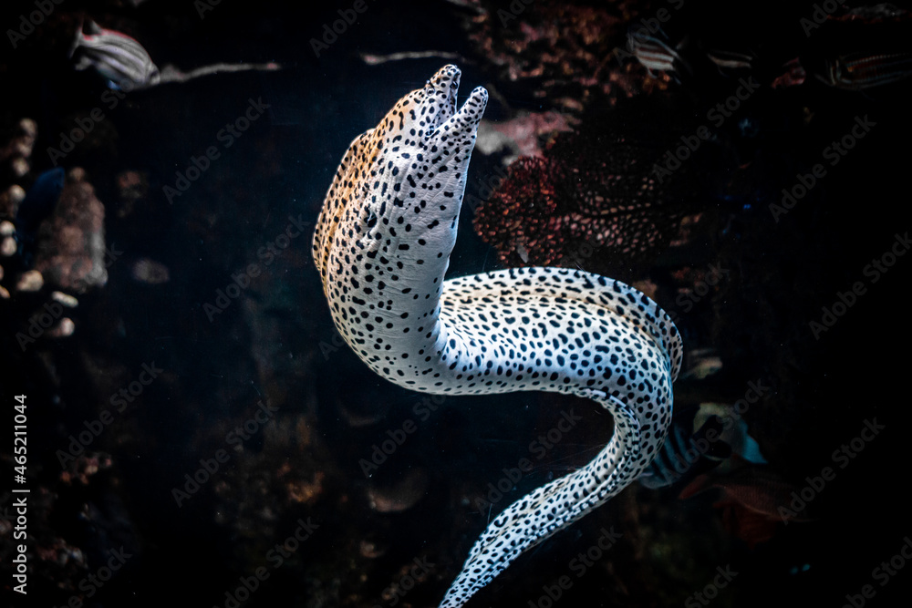 White Moray Eel in the Water - obrazy, fototapety, plakaty 