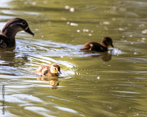 mandarin ducks with young animals in a water