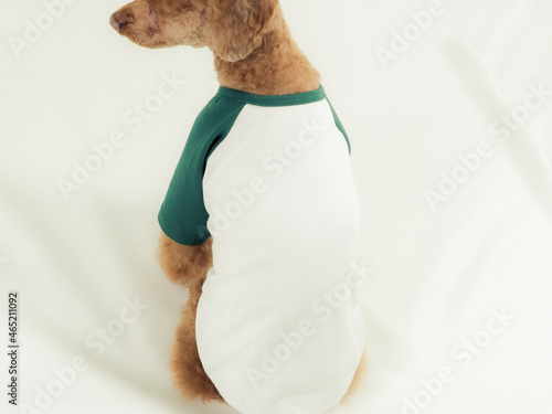 Fotografía Dog Puppy Green White Raglan Shirt Mock up Brown Poodle Model
