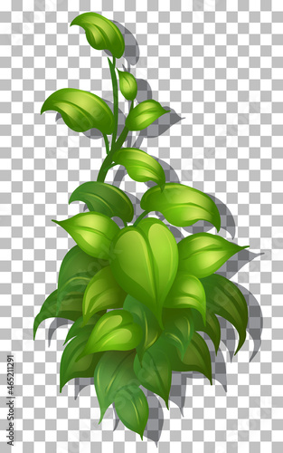 Tropical plant on transparent background