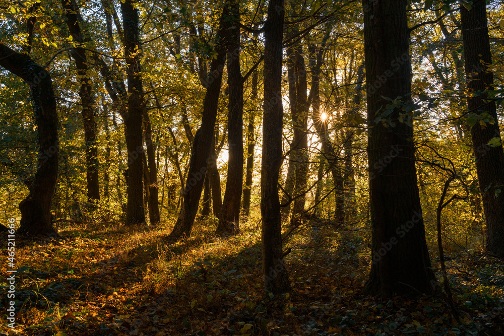 Fototapeta premium Herbstwald Abendstimmung Oktober