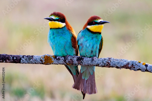 Two bee-eaters sitting on a branch