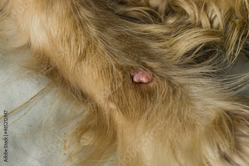 A huge abscess on the paw of a dog with red hair. Dog allergy, dermatitis photo