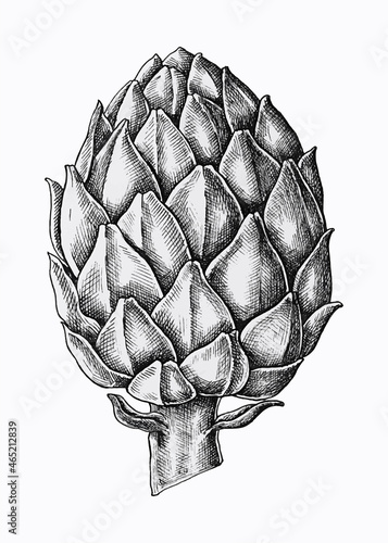 Hand drawn fresh artichoke vector