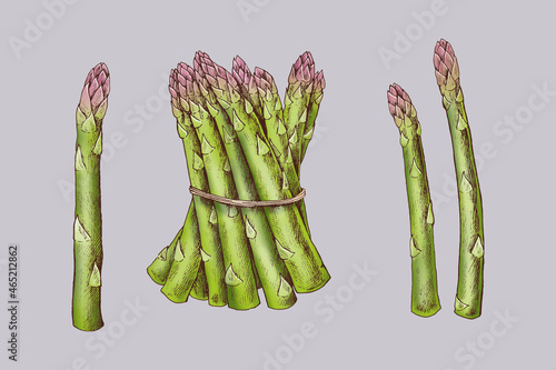 Freshly tied organic asparagus vector