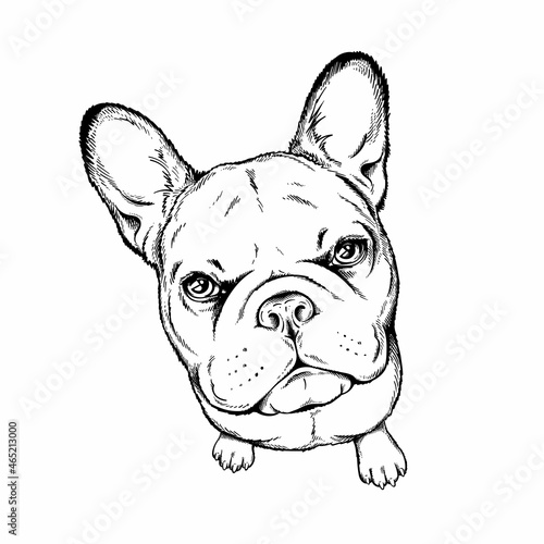 Cute french bulldog sketch. Vector illustration in hand-drawn style