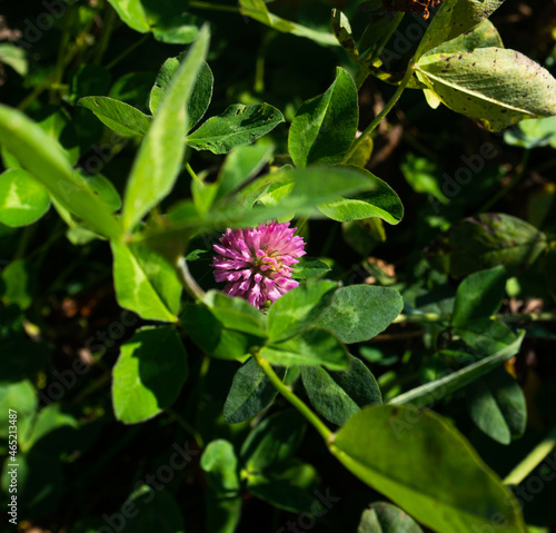 Wallpaper Mural Klee Torontodigital.ca