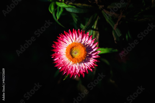 straw flower or everlasting flower on dark background, selected focus and lighting. photo