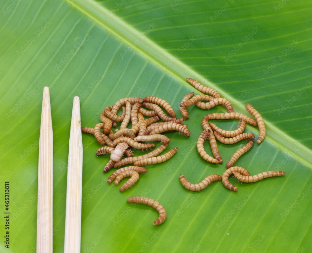 Naklejka premium Mealworm, El Tenebrio molitor intended for human consumption