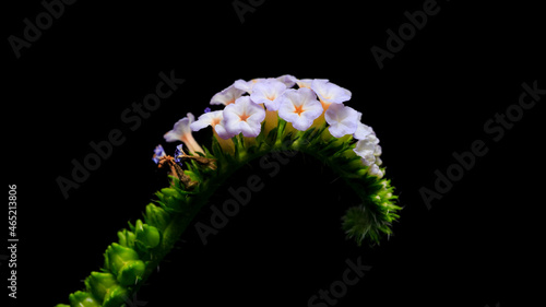 Indian Heliotrope or Scorpion Weed or Wild Clary flower on dark background. photo