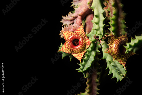 Huernia Zebrina cactus flower  on dark background. photo