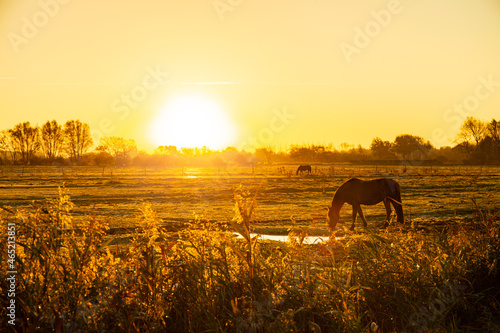 Chevaux sauvages Henson en Baie de Somme