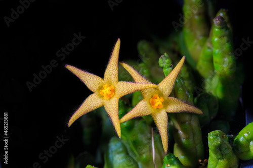 yellow cactus flower on dark background.