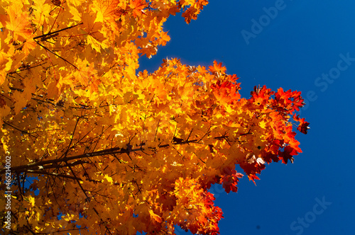 Baumbl  tter im Herbst links_orange
