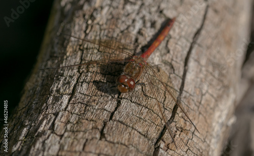 red dragonfly macro