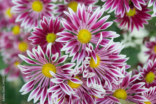 Close-up shot of scarlet chrysanthemum flower. Beautiful flower composition with white red and yellow tones taken outdoors.