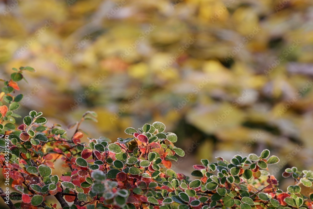 Hoarfrosted autumn leaves of rockspray, irga colorful autumnal leaves for background with empty space for text. Hoarfrosted autumn leaves of rockspray, irga colorful autumnal leaves for background with empty space for text.