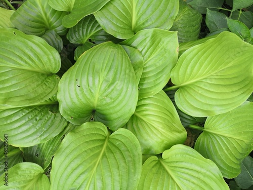 plants green bush leaves and flowers background