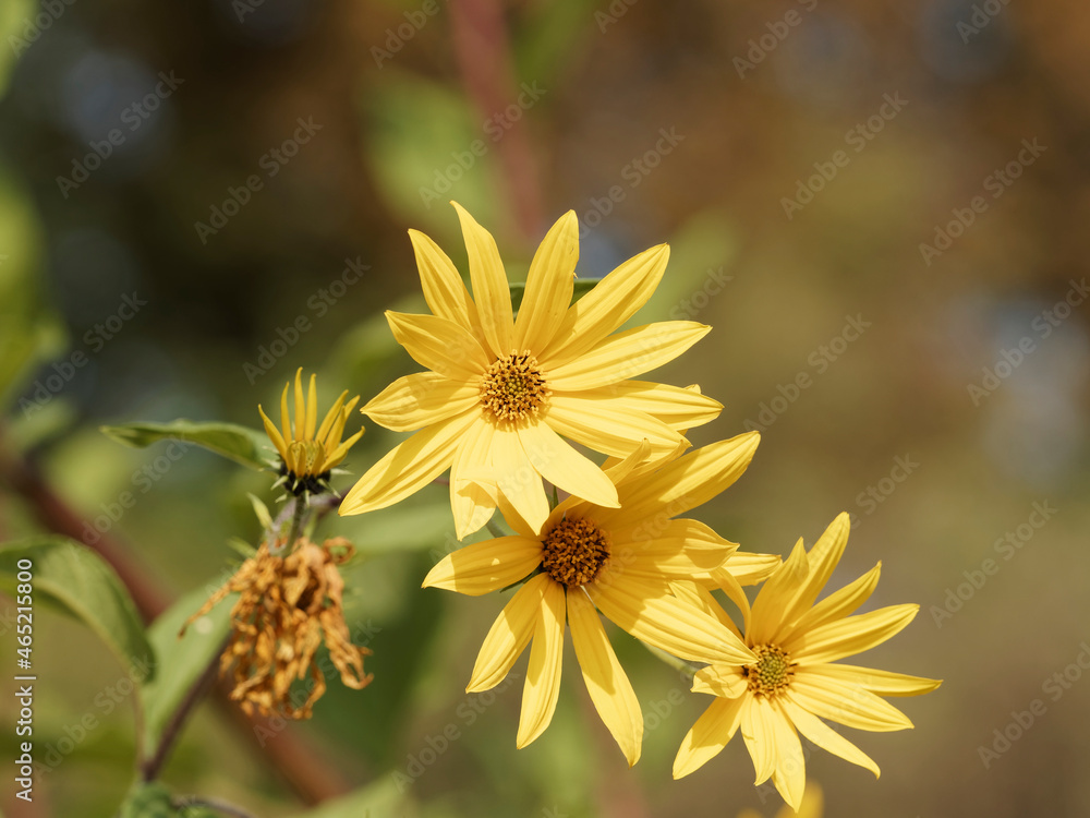 Topinambur 'Schönenbuch' oder Helianthus tuberosus. Gelbe Blüten, die Sonnenblumen ähneln, aber kleiner Topinambur 'Schönenbuch' oder Helianthus tuberosus. Gelbe Blüten, die Sonnenblumen ähneln, aber kleiner