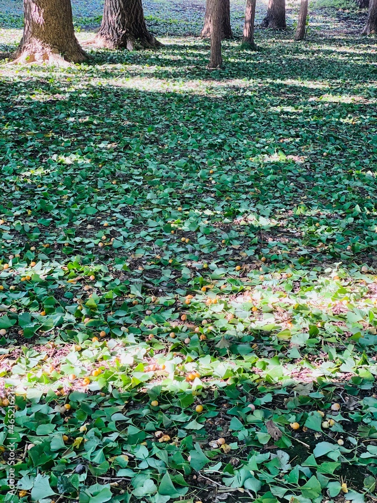 Obraz premium autumn in the park