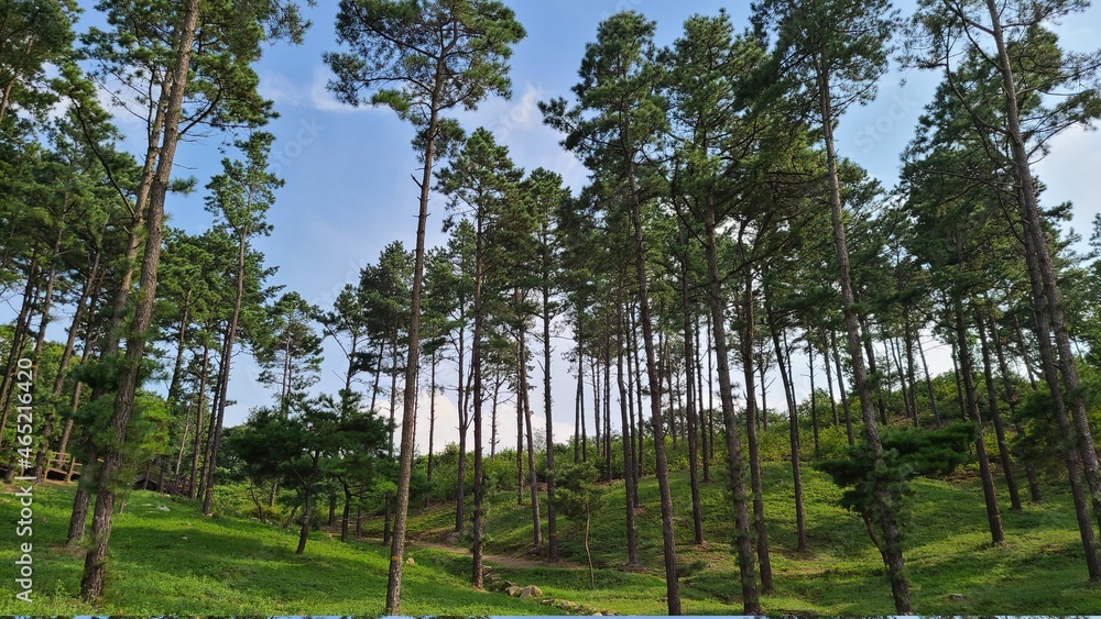 Fototapeta premium Trees lined up in the forest