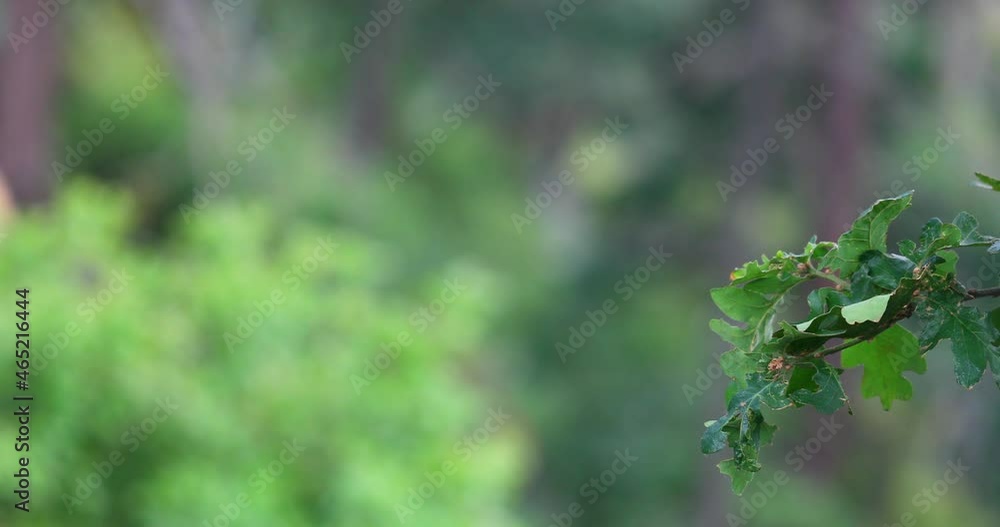 Shallow Depth Of Field, Close Up Green Foliage With Rough Bark Tree. Panning Right, Revealed Shallow Depth Of Field, Close Up Green Foliage With Rough Bark Tree. Panning Right, Revealed