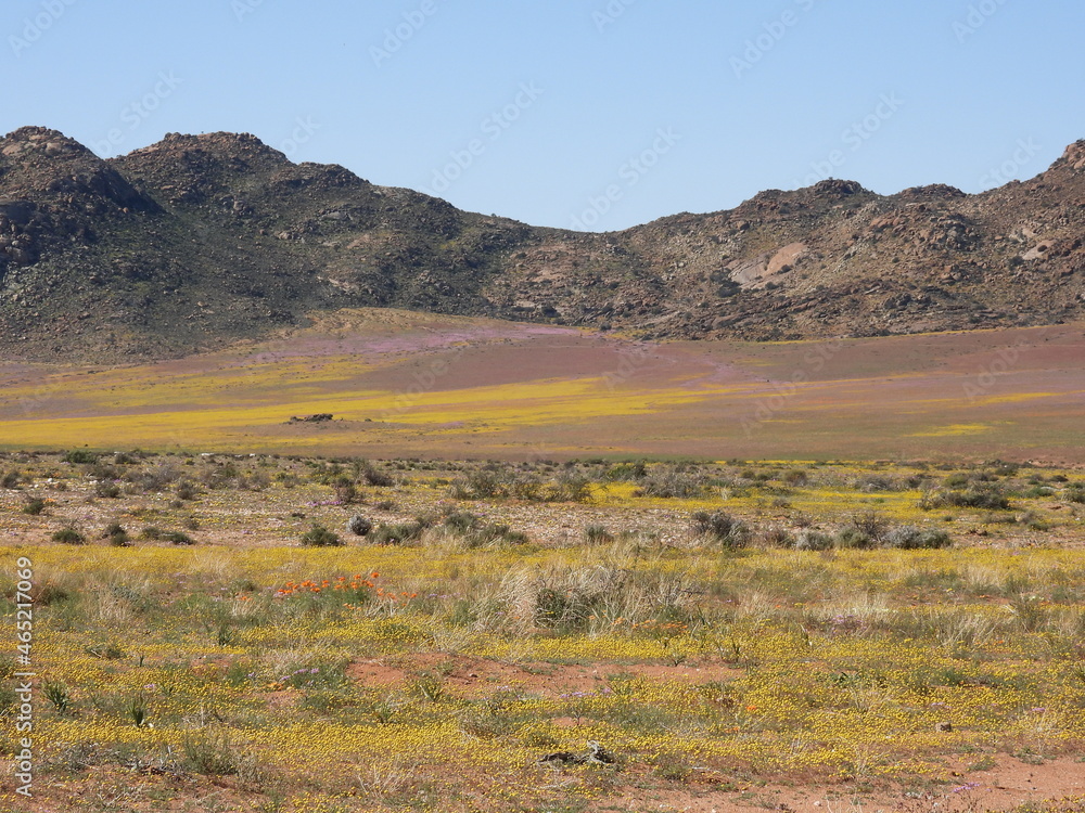 Fototapeta premium Namaqualand Road Trip 