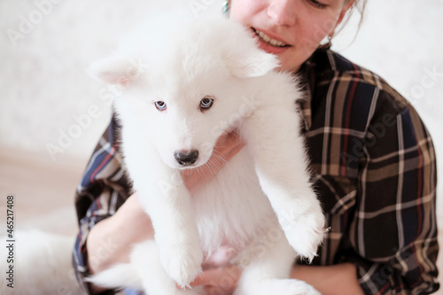 woman hiding behind yakutian laika puppy. cute white dog on woman's hands. © Yulia Panova
