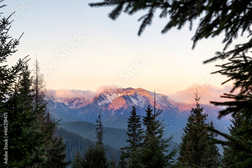 View on mountain range from a pine forest