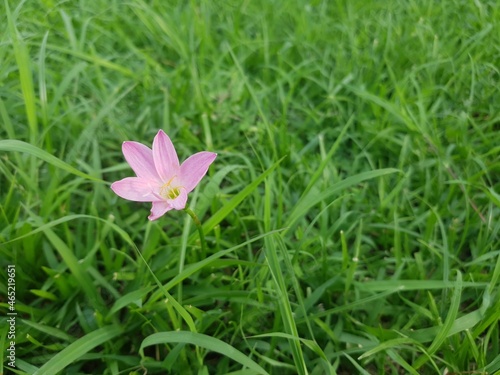 pink flower