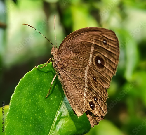butterfly on leaf