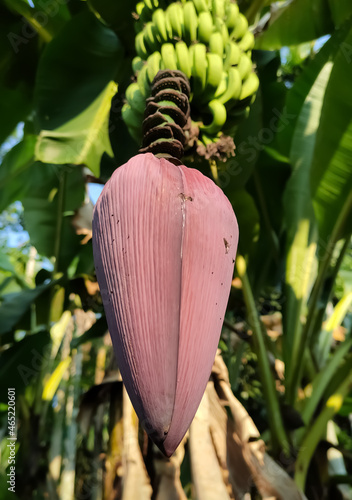 banana tree with banana flower