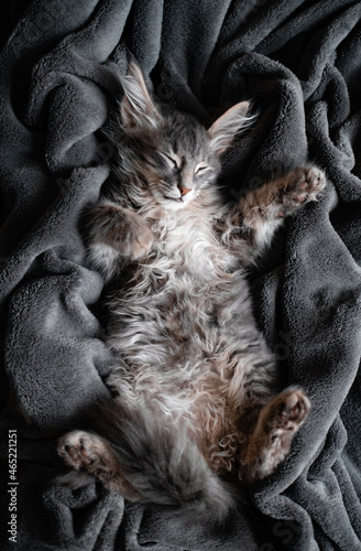Cute gray kitten sleeps on a gray plaid. An adorable kitten lies on a blanket in a cozy atmosphere. Vertical photo
