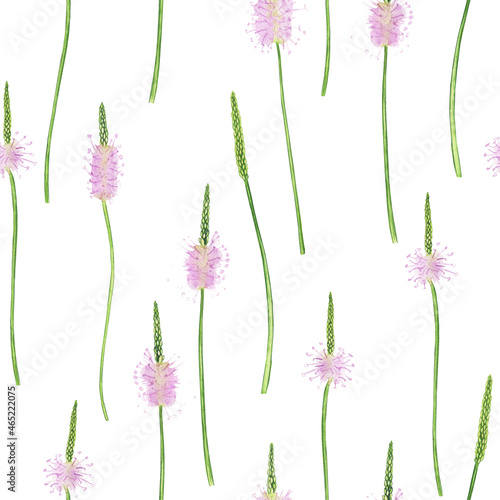 Watercolor Ribwort or plantain lanceolate flowers in seamless pattern on white background. Hand drawing illustration. Perfect  for wrapping or digital paper. © Kaya Gach